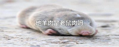 ​地羊肉是老鼠肉吗