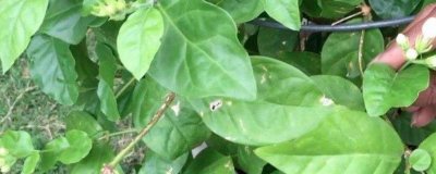​茉莉花怎么修剪枝条