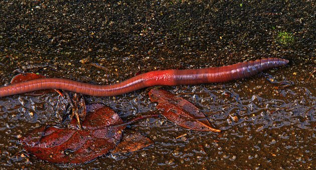 worm-4763219__340.jpg