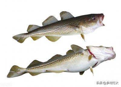 ​鳕鱼是海鱼吗（鳕鱼应该是属于深海鱼类还是淡水鱼类）