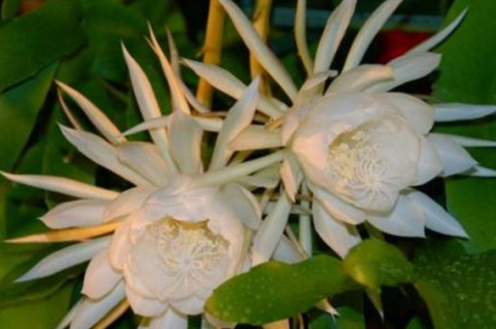 夏天开哪些常见的花(图2)