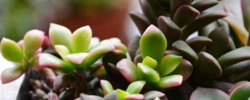 吹雪之松锦的白丝拔掉能活吗(图1)