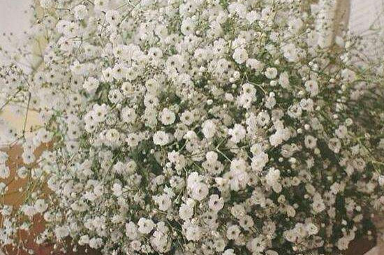 满天星的特点（图）(图2)