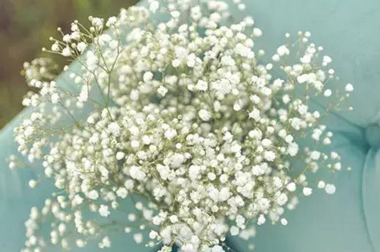 满天星的特点（图）(图3)