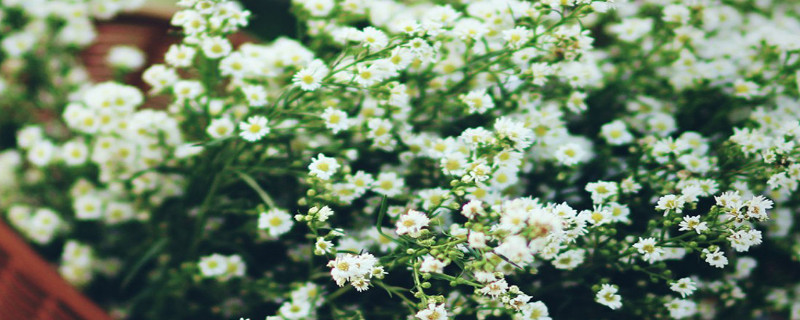 满天星的特点（图）(图1)