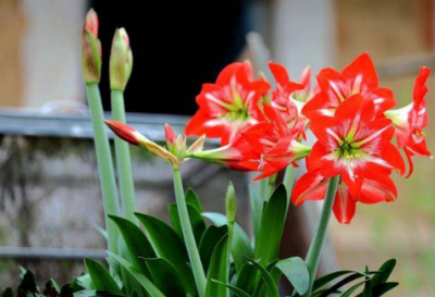 ​朱顶红樱桃妮芙和双龙的区别 朱顶红养殖方法总结