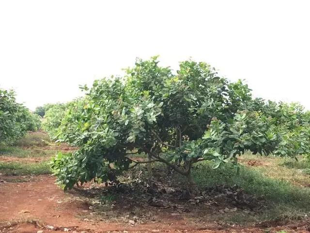 柬埔寨旅游攻略（柬埔寨王国）(86)