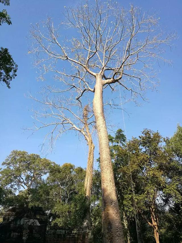 柬埔寨旅游攻略（柬埔寨王国）(30)