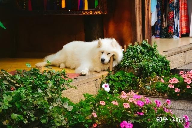 丽江旅游自由行攻略及花费（丽江旅游怎么玩看这篇攻略就够了）(29)