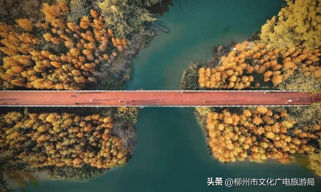 柳州旅游攻略必去景点推荐一日游（秋游柳州国庆不必远行）(19)