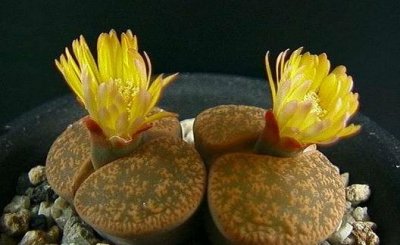 ​生石花的养殖方法-生石花是什么？