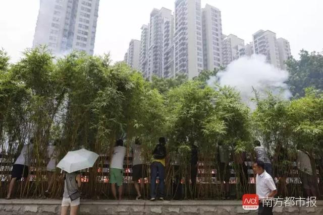 广东龙舟现状如何（广州龙舟刷屏网友）(14)