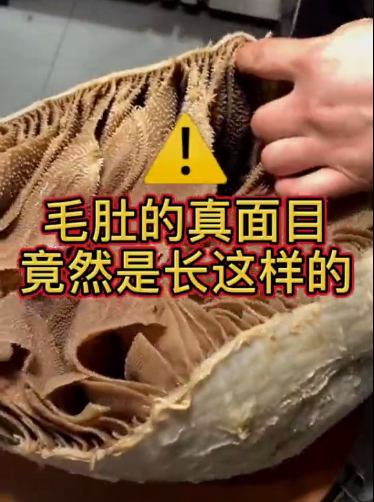 毛肚是什么动物身上的