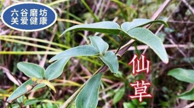 ​仙草的功效与作用（仙草是什么）