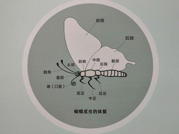 蝴蝶辨别食物味道用的是哪个部位（蚂蚁庄园课堂答案）