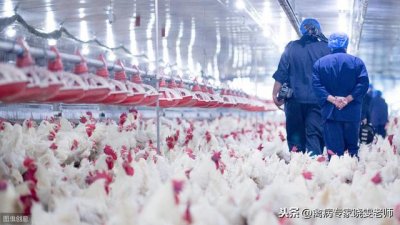 ​鸡病大全及治疗方法（常见的鸡病大全和治疗方法）