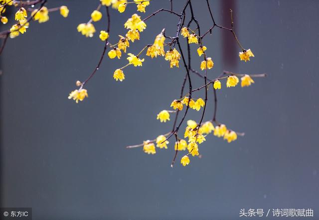 李清照词中最美的十首诗（李清照的十首词）(7)