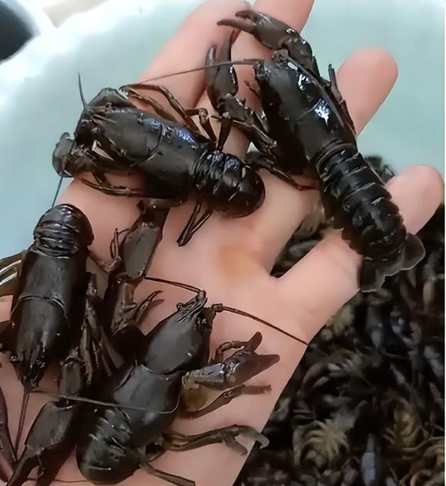 东北的水蝲蛄是小龙虾吗（蝲蛄人称东北小龙虾）(3)