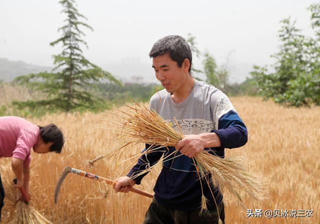 关于小麦种植的技术要领（分享小麦种植方法）(7)