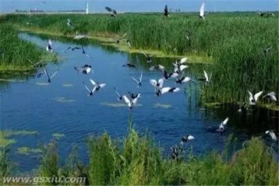​全球三大生态系统：湿地被称为地球之肾（海洋生态系统最大）