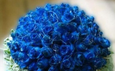 ​蓝色妖姬花语是什么意思，蓝色妖姬的花语和寓意是什么？什么时候开花？