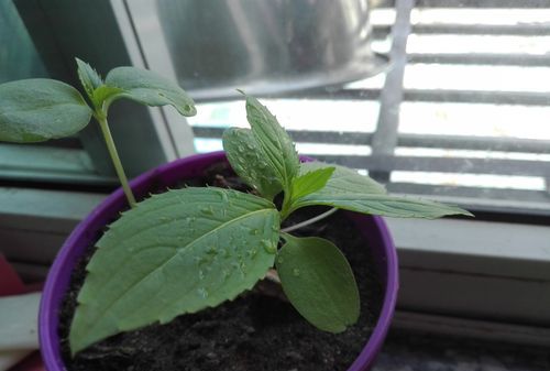 凤仙花的生长过程(30字)