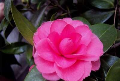 ​山茶花花语，山茶花的英文花语？