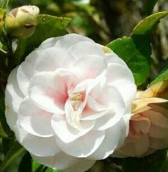 山茶花花语，山茶花的英文花语？图5