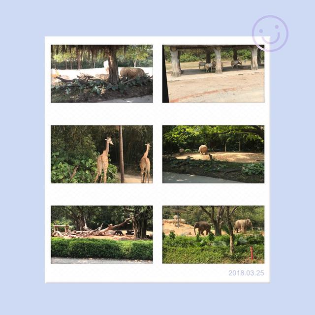广州长隆野生动物园值得玩吗（游广州长隆野生动物园最详细带娃攻略看这里）(16)