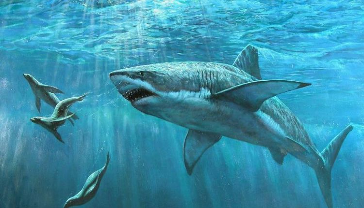 海洋里前50名生物是什么