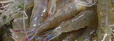 ​磷虾为什么不能吃,南极磷虾为什么不能吃