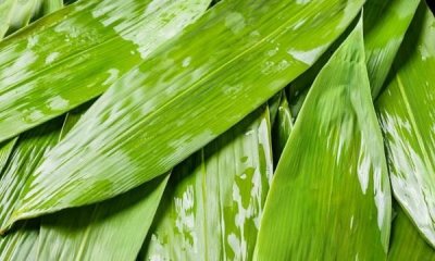 ​粽叶是什么植物的叶子 ,粽叶是什么树的叶子