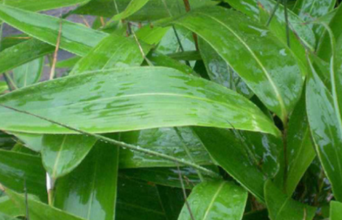 粽叶是什么植物的叶子 ,粽叶是什么树的叶子图3