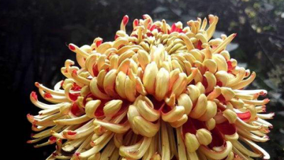 ​菊花是什么意思,菊花的寓意和象征诗句