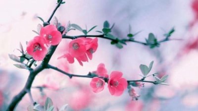 ​刘冬为什么叫度娘 原因是这样的