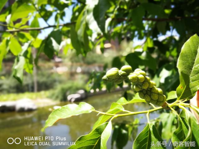 华为p10plus到底值得购买吗（钻雕金版P10Plus深度评测）(30)