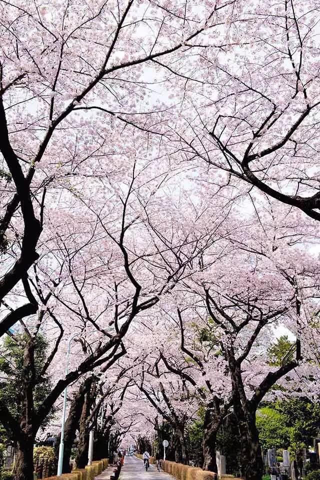 樱花任务后续（本周起樱花将攻占）(10)