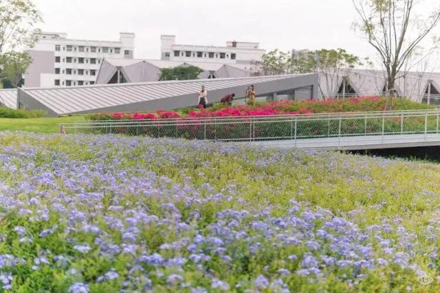 深圳10大公园排名（深圳少有人知十大免费特色公园）(56)