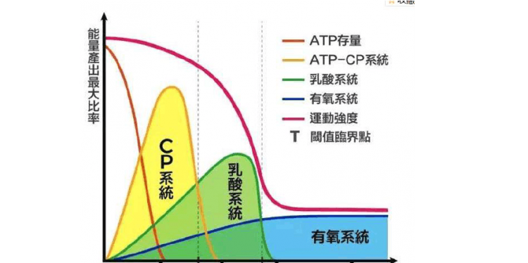 人体的三大供能系统是 人体的三大供能系统是什么