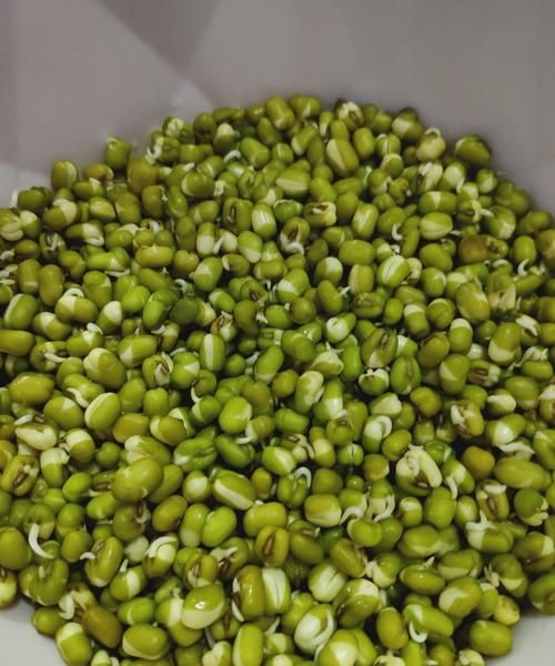怎样生大豆芽