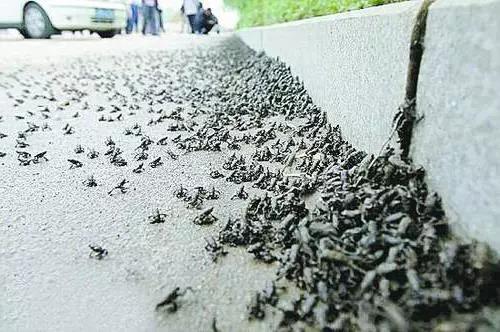 预测的三大地震（世界上唯一一次成功预测的地震）(5)