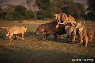 ​狮群的狩猎一般是由谁来完成的（狮子介绍）