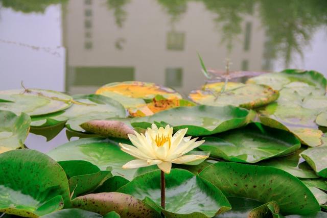 你还记得西子湖畔的夏雨荷吗（夏日江南何处去）(19)