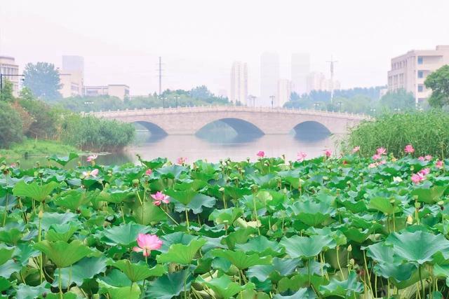 你还记得西子湖畔的夏雨荷吗（夏日江南何处去）(5)