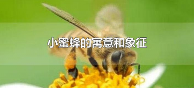 ​小蜜蜂的寓意和象征（小蜜蜂寓意象征着什么）