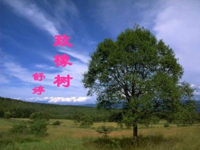 ​致橡树赏析（致橡树赏析详解）