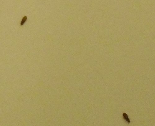 面粉长了小黑虫还能吃吗