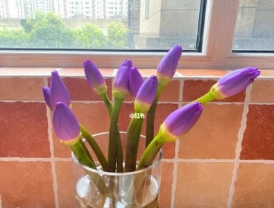 ​睡莲的养殖方法，睡莲的碗养殖方法？