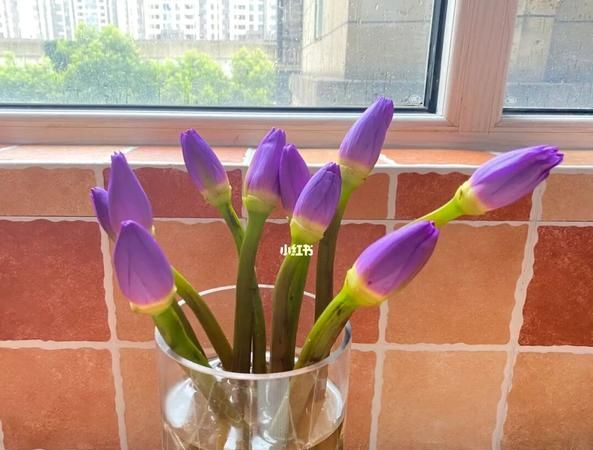 睡莲的碗养殖方法