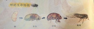 ​蝉的生长过程,蝉的生长过程